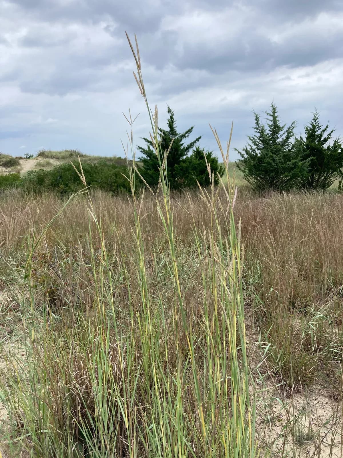 Big Bluestem (Andropogon gerardii)