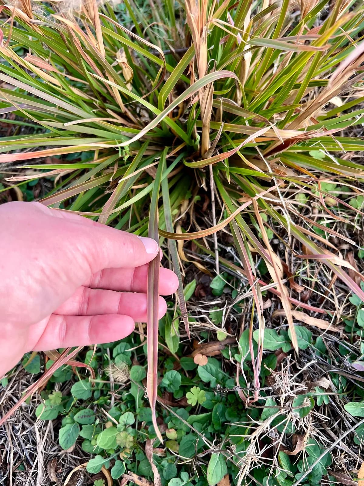 Bushy Bluestem (Andropogon glomeratus)
