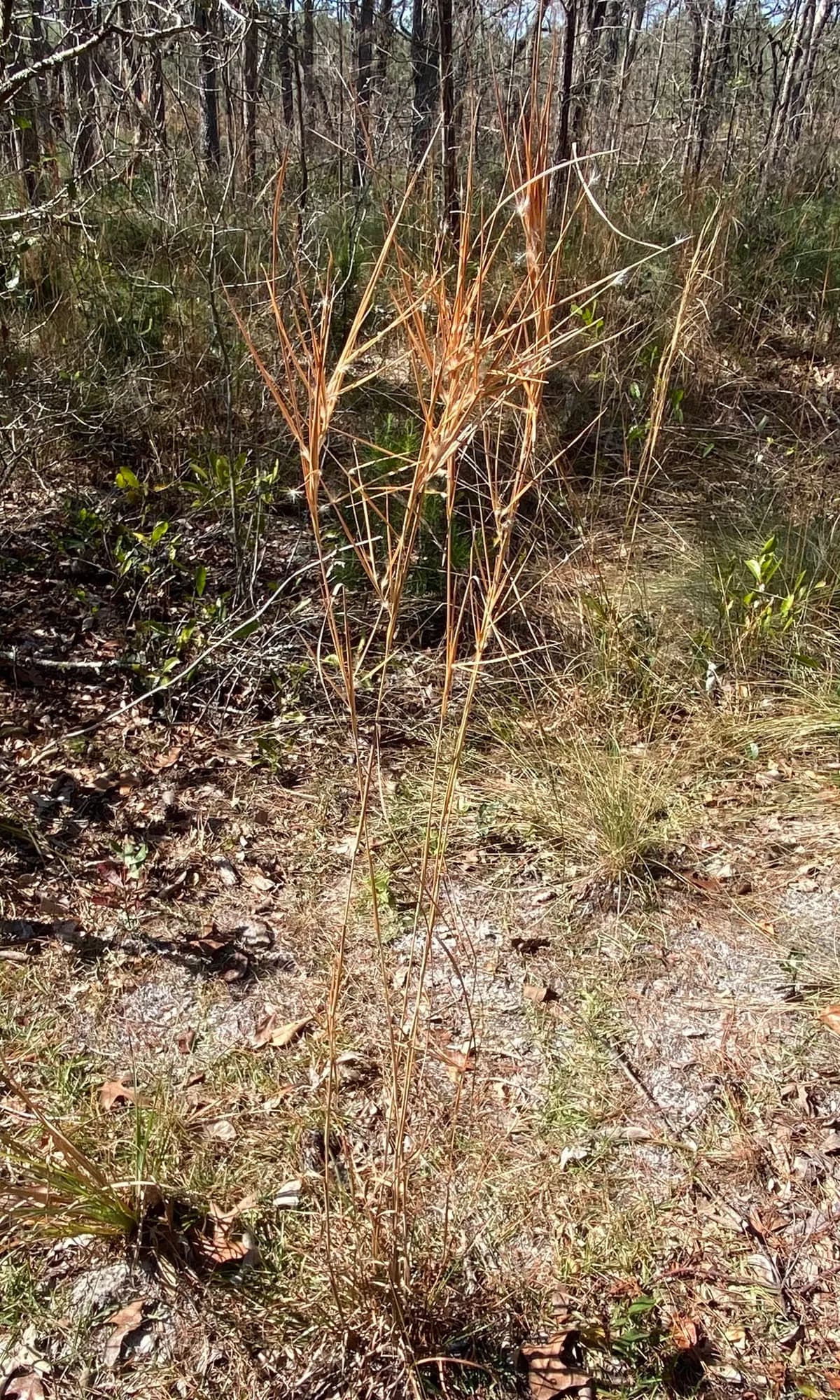 Elliott's Bluestem (Andropogon gyrans)