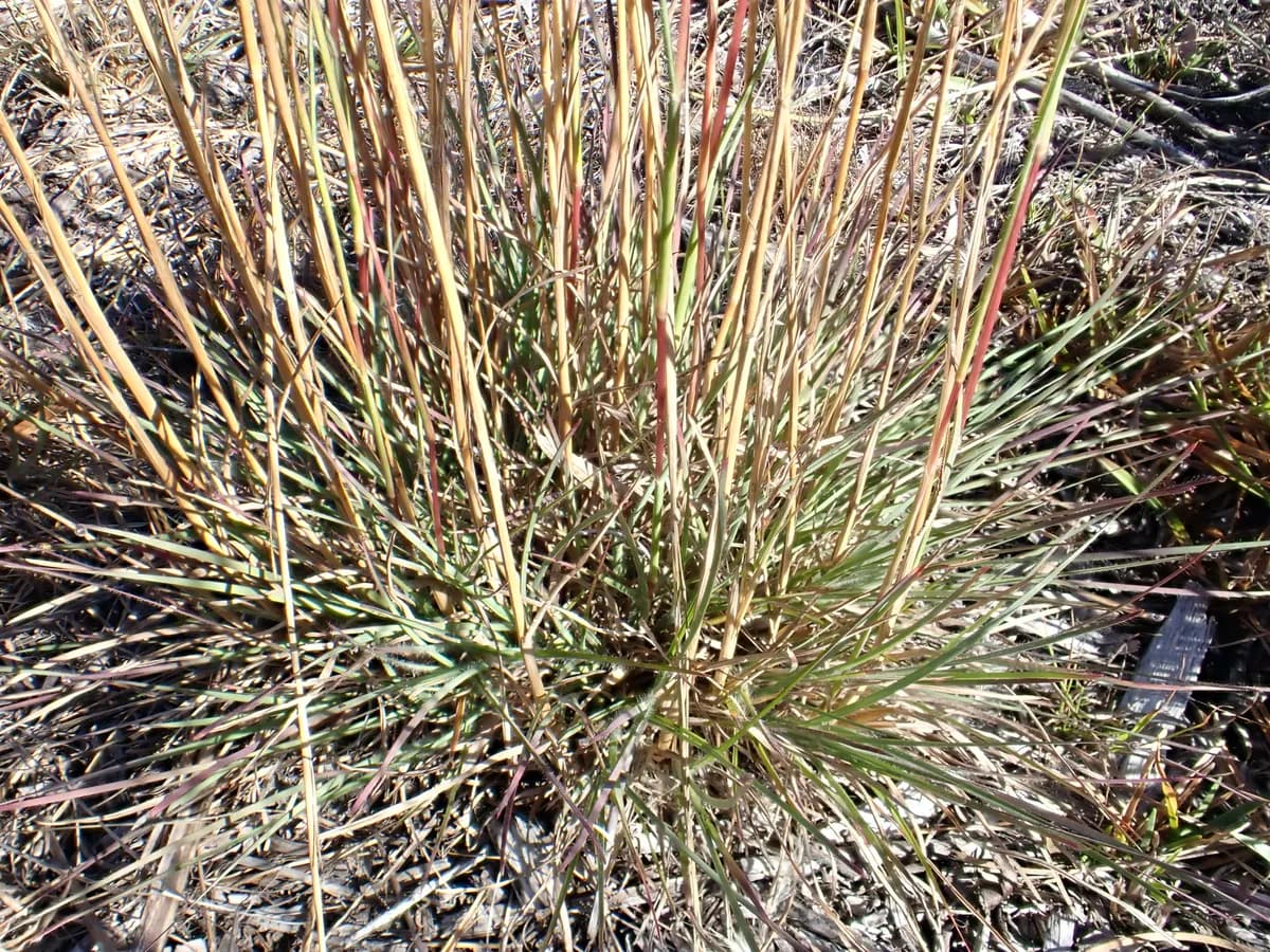 Broomsedge Bluestem (Andropogon virginicus)