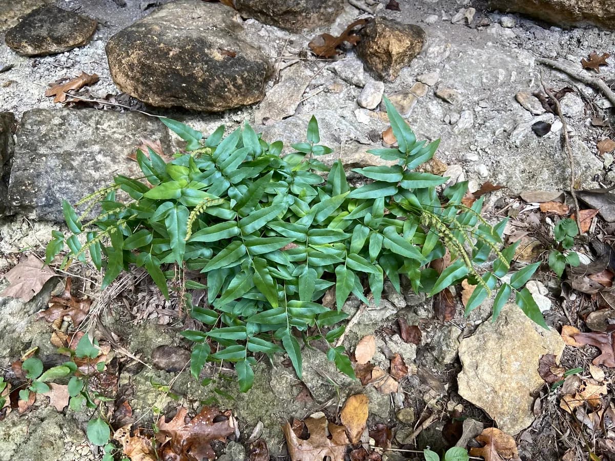 Mexican flowering fern (Anemia mexicana)