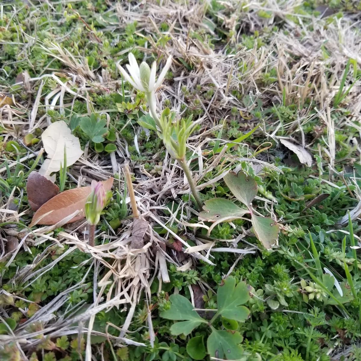 Tenpetal Thimbleweed (Anemone berlandieri)