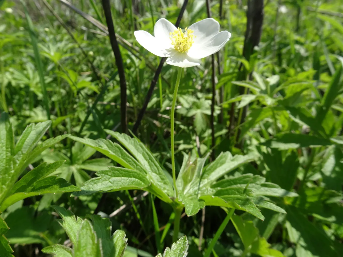 Canada Anemone (Anemone canadensis)