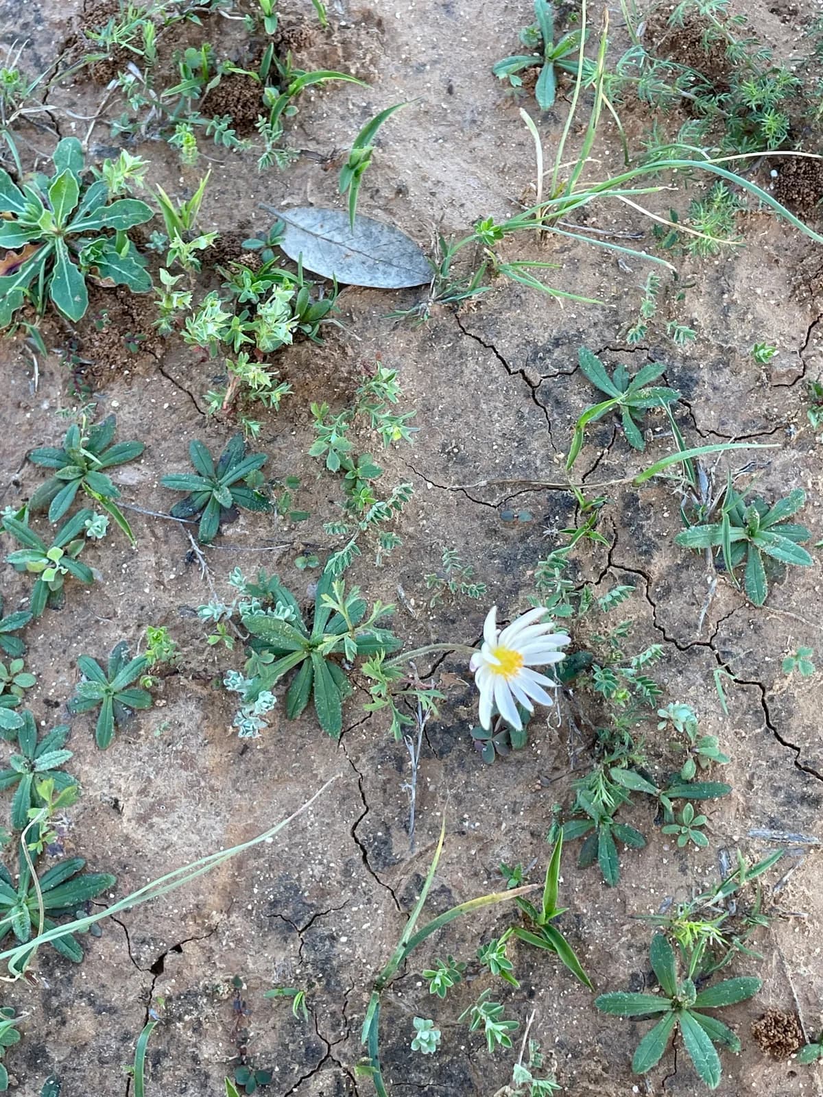Carolina Anemone (Anemone caroliniana)