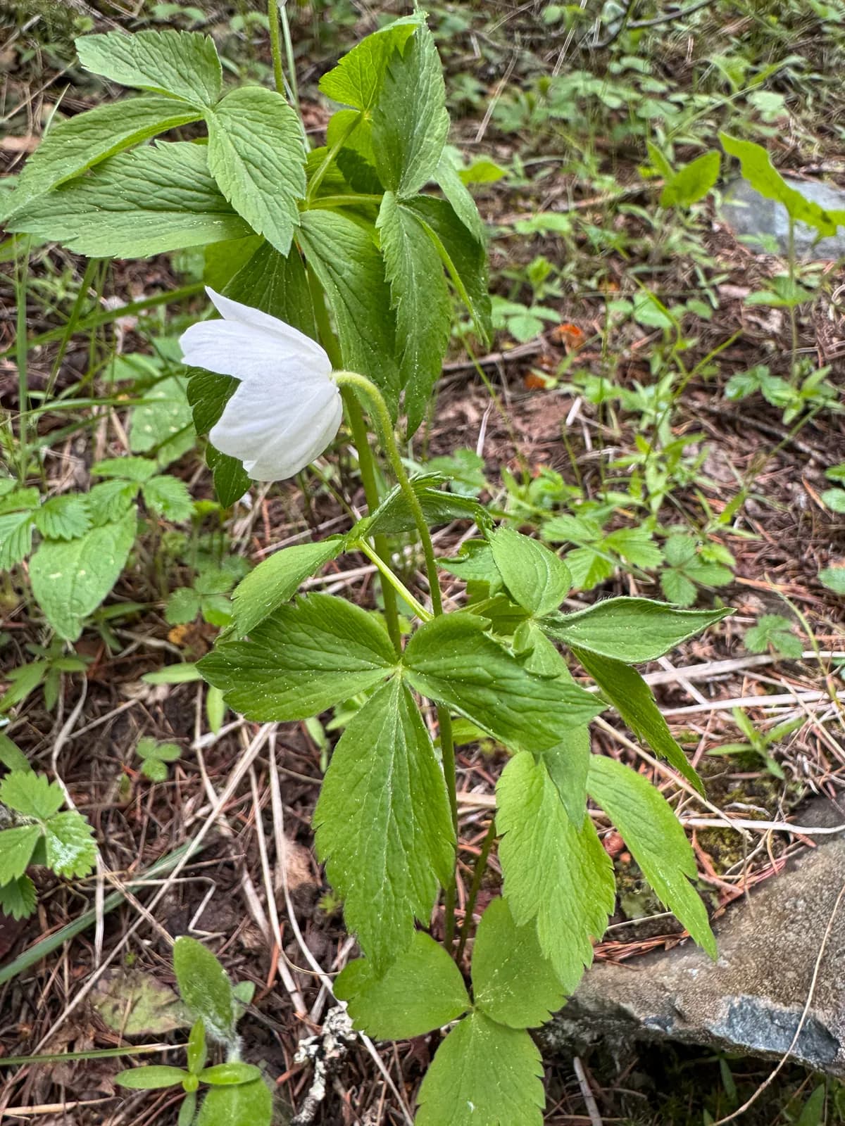 Piper's Anemone (Anemone piperi)