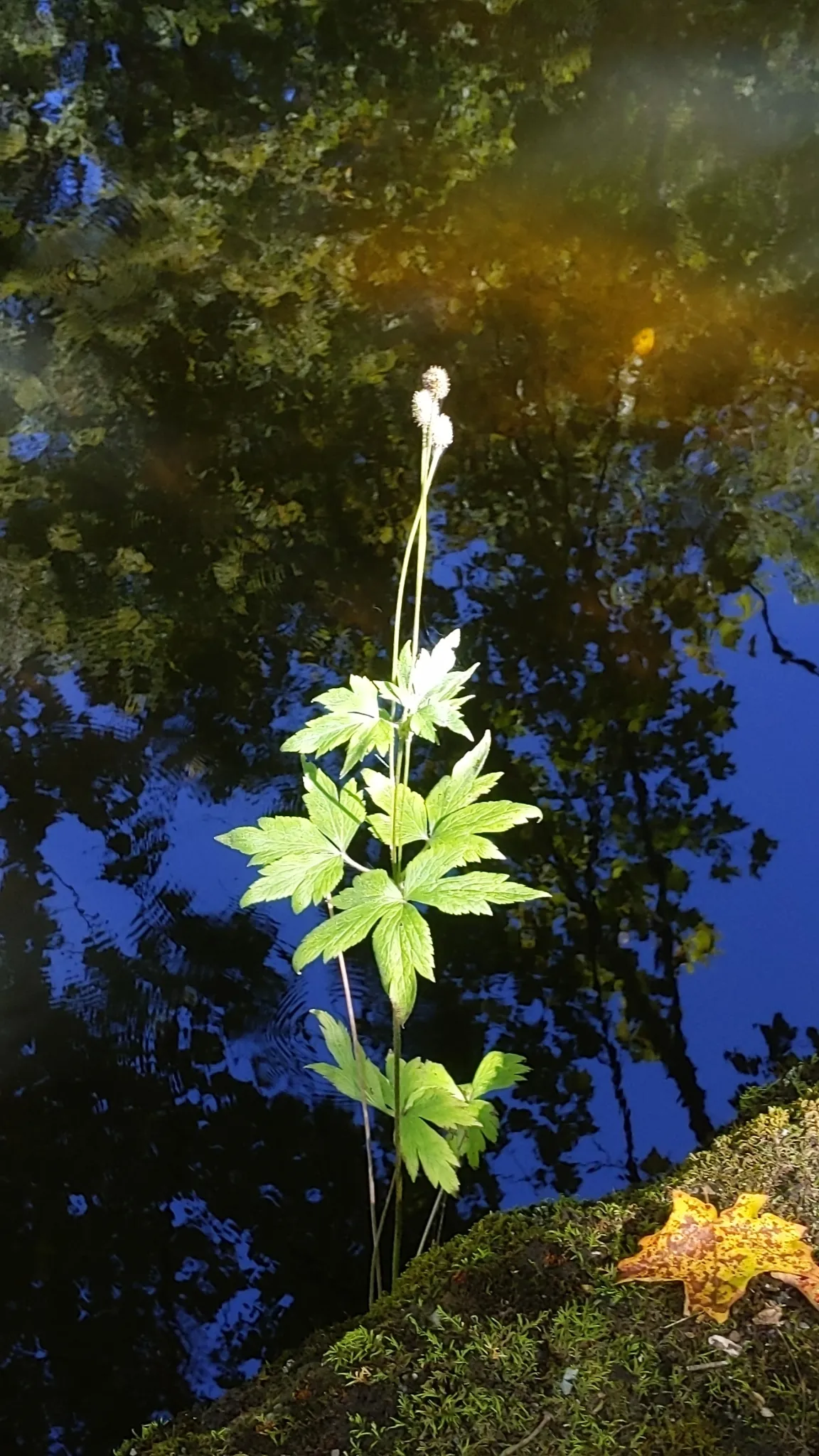 Thimbleweed (Anemone virginiana)