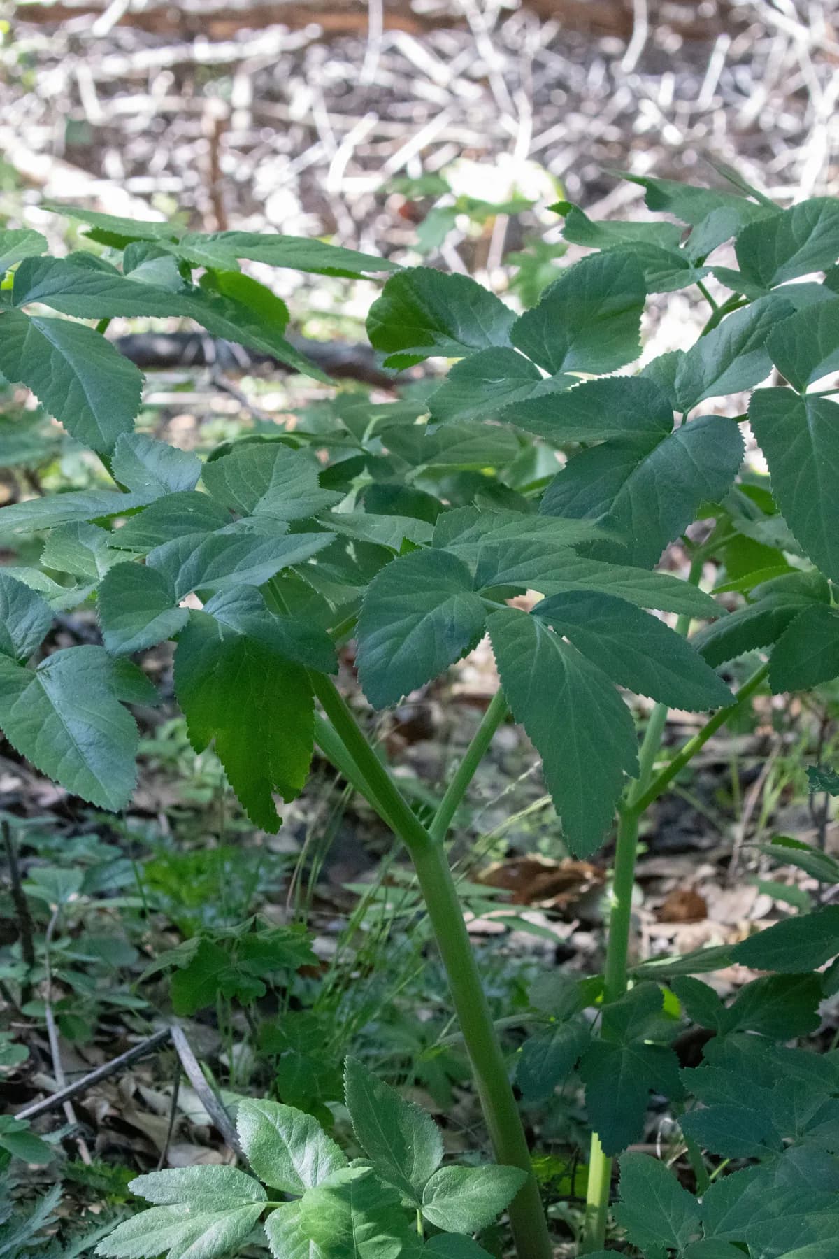 California angelica (Angelica californica)