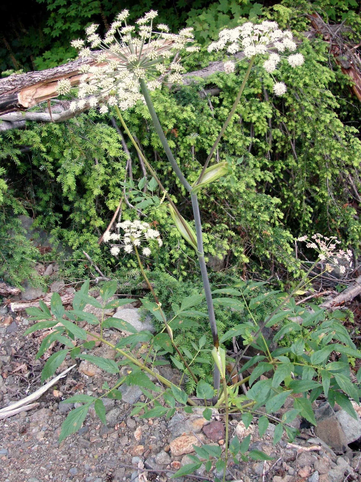 Kneeling Angelica (Angelica genuflexa)