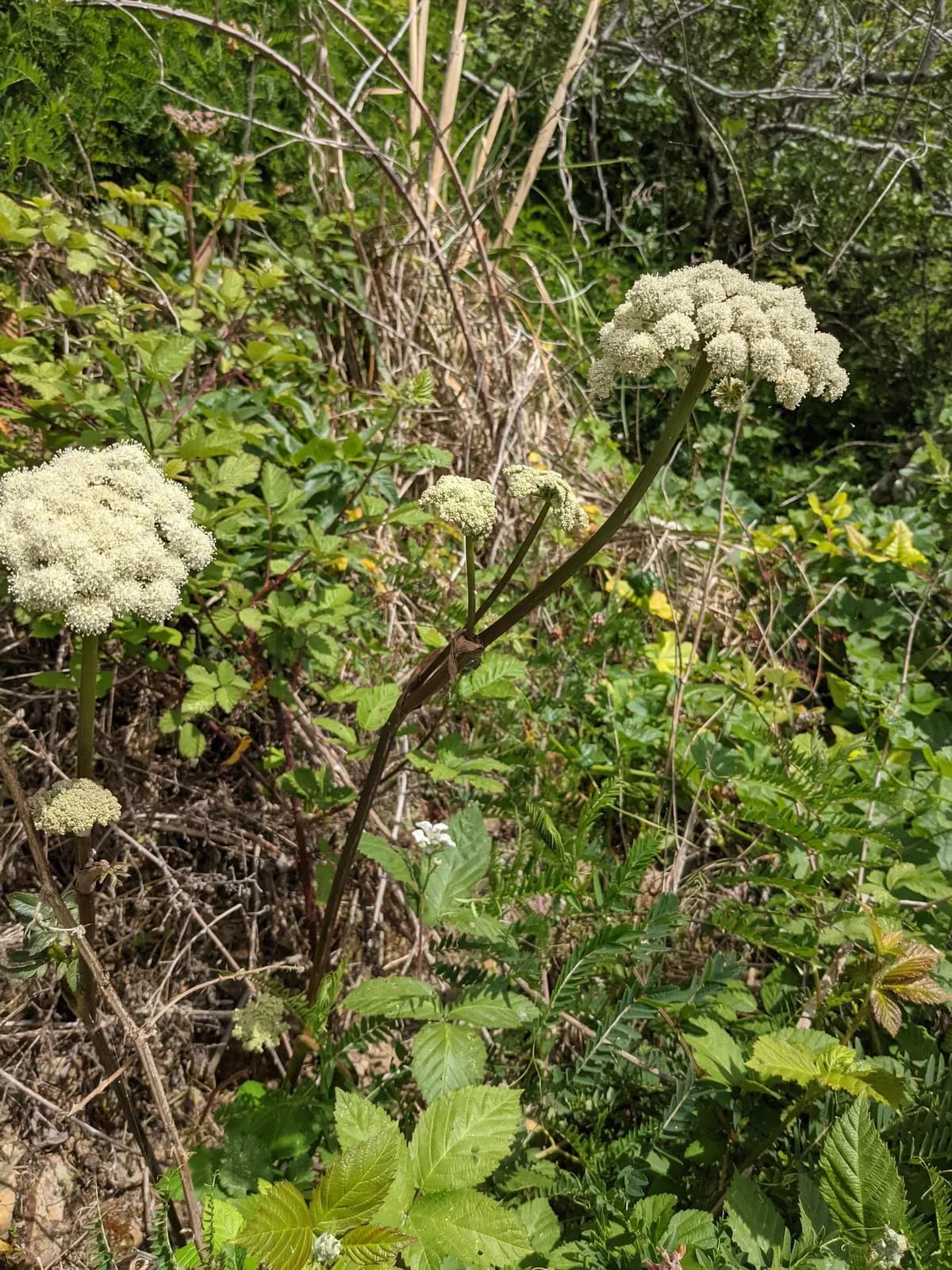 Henderson's angelica (Angelica hendersonii)