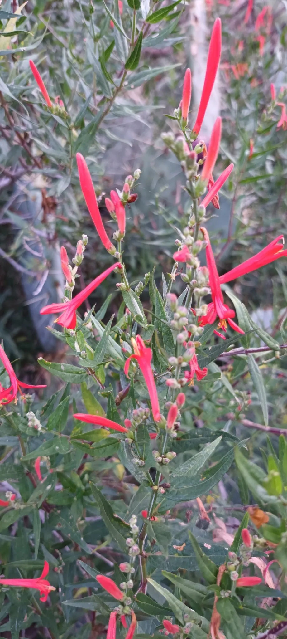 Flame acanthus (Anisacanthus quadrifidus)