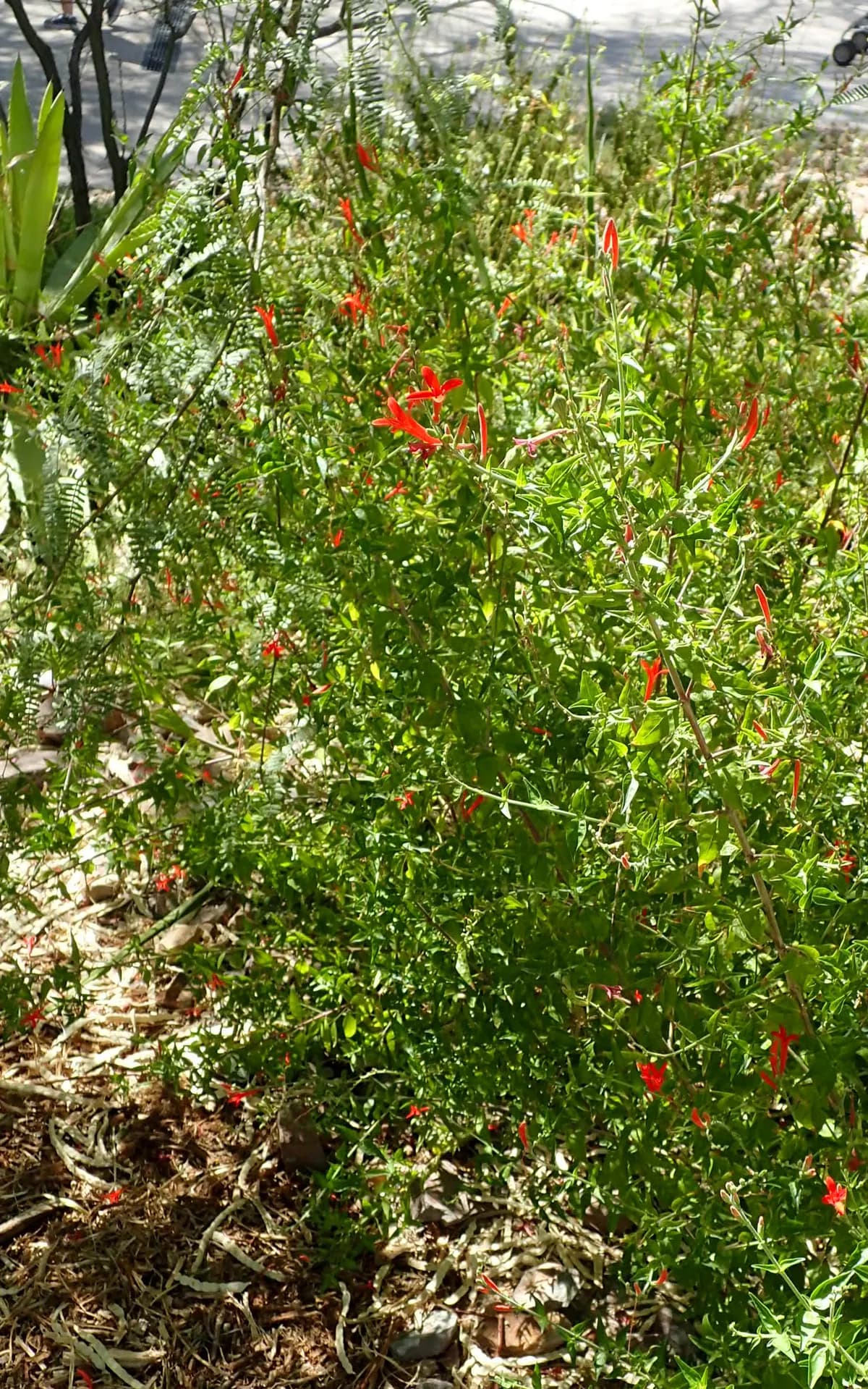Flame Acanthus (Anisacanthus quadrifidus var. wrightii)