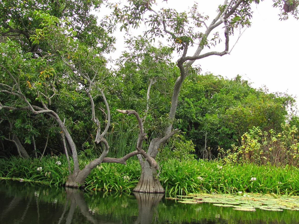 Corkwood (Annona glabra)