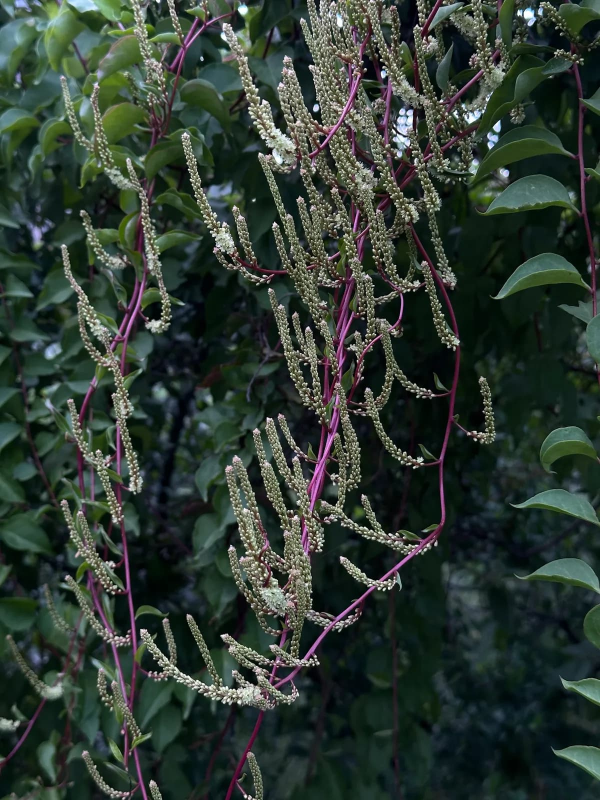 Texas Madeiravine (Anredera vesicaria)