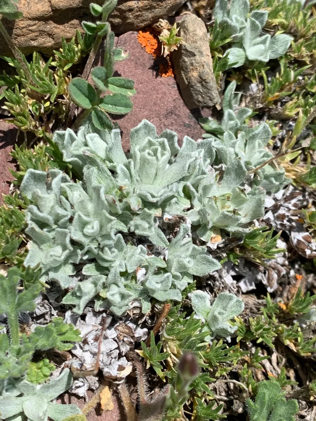 Alpine Pussytoes (Antennaria alpina)