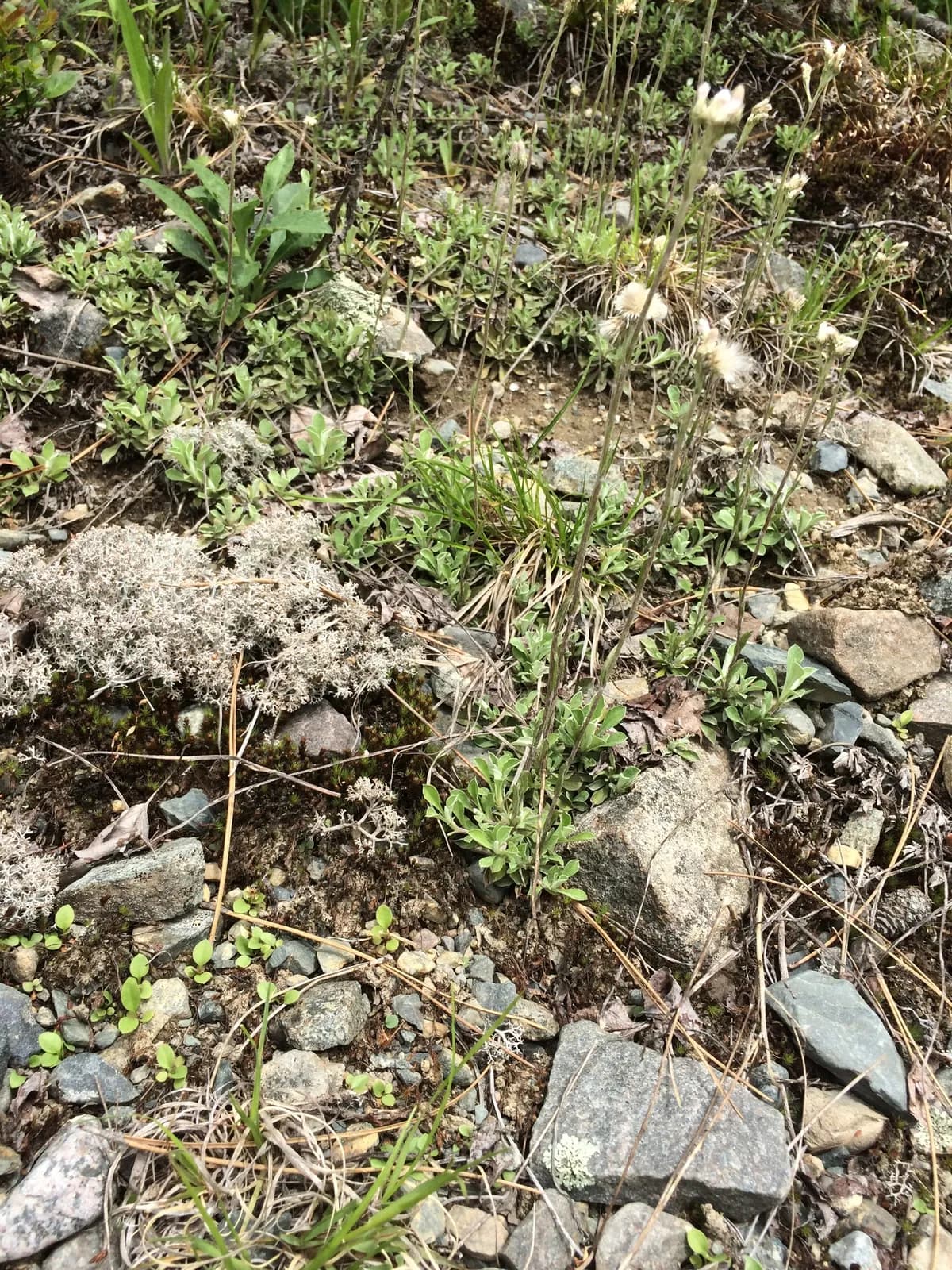 Howell's Pussytoes (Antennaria howellii)