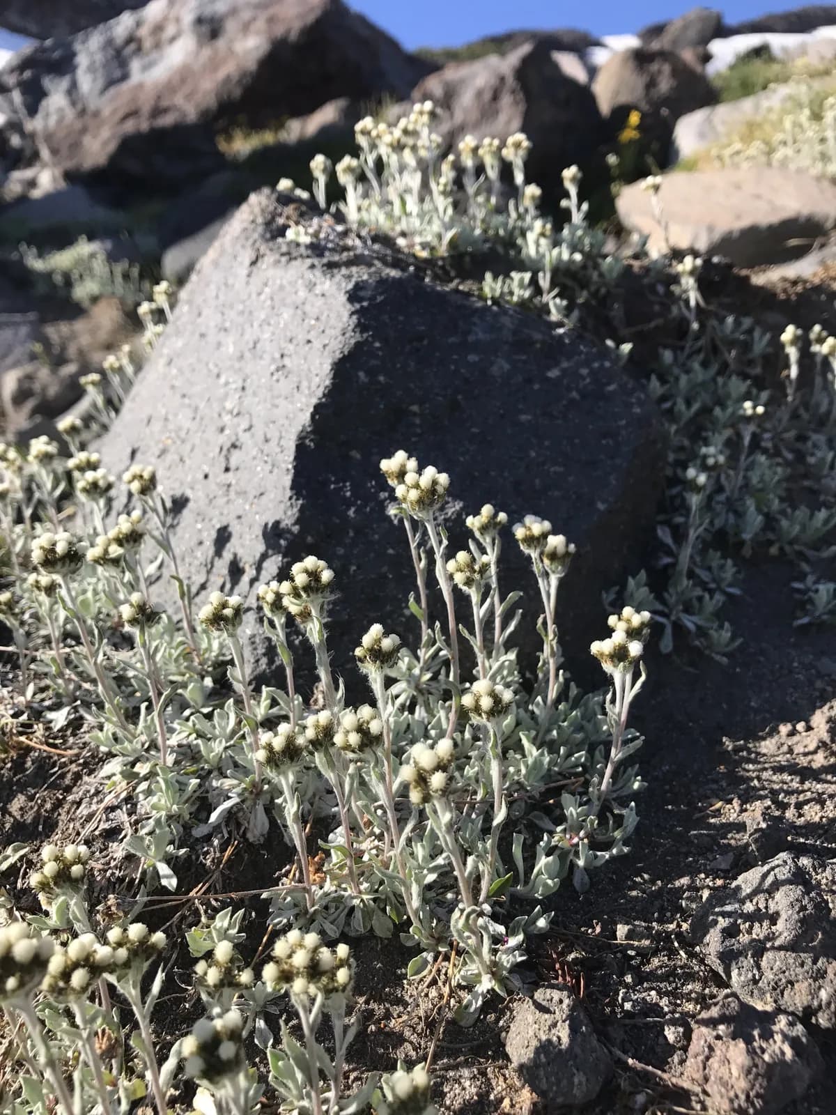 Rocky Mountain Pussytoes (Antennaria media)