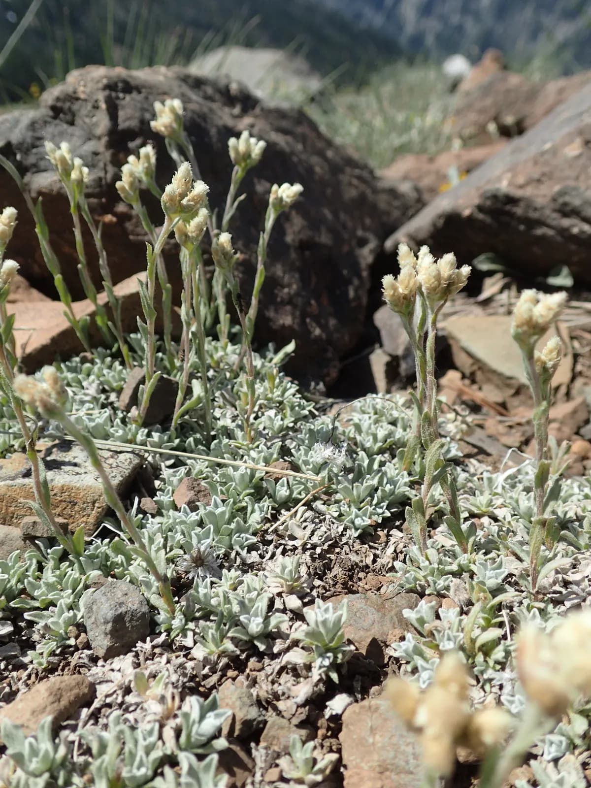 Littleleaf Pussytoes (Antennaria microphylla)