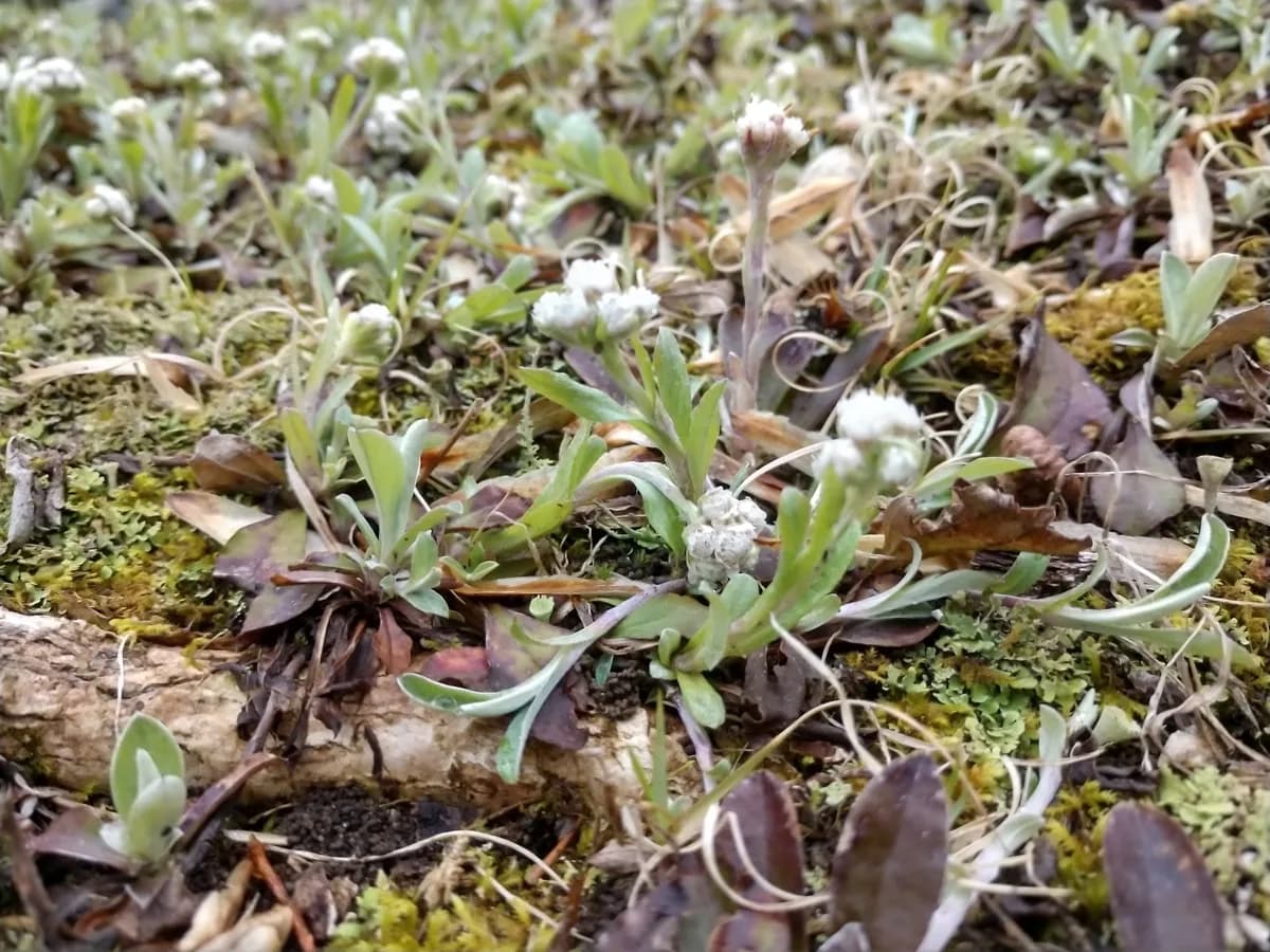 Field Pussytoes (Antennaria neglecta)
