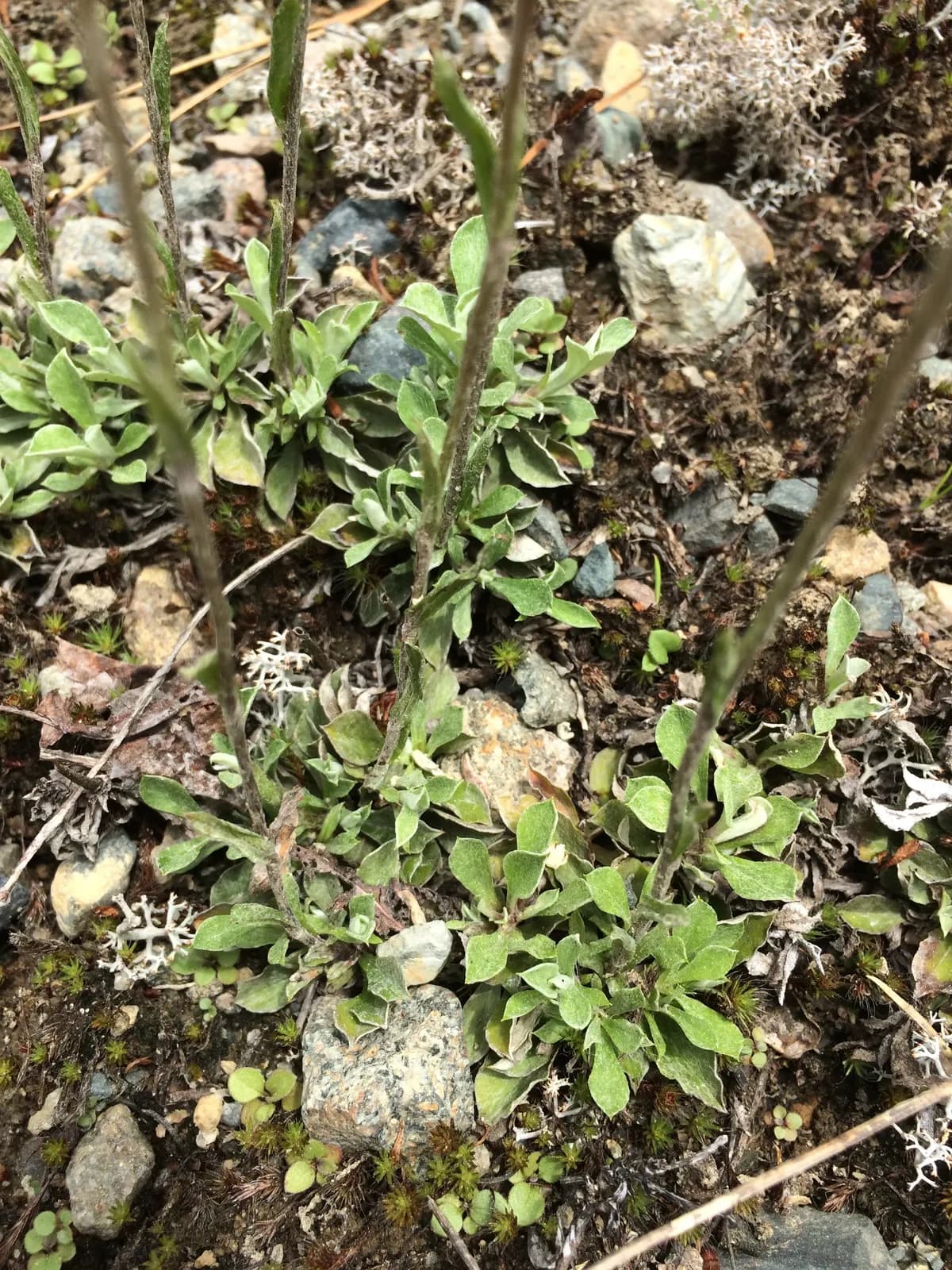 Howell's Pussytoes (Antennaria neodioica)