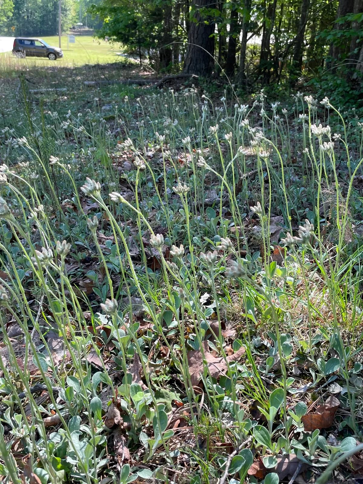 Plain-leaf Pussytoes (Antennaria parlinii)