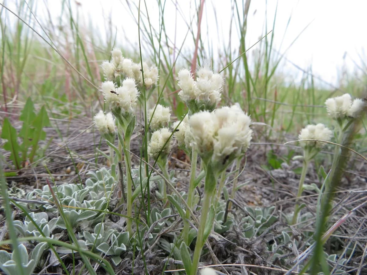 Nuttall's Pussytoes (Antennaria parvifolia)