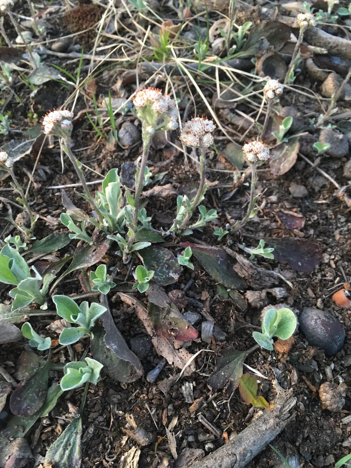 Plantain-leaf Pussytoes (Antennaria plantaginifolia)