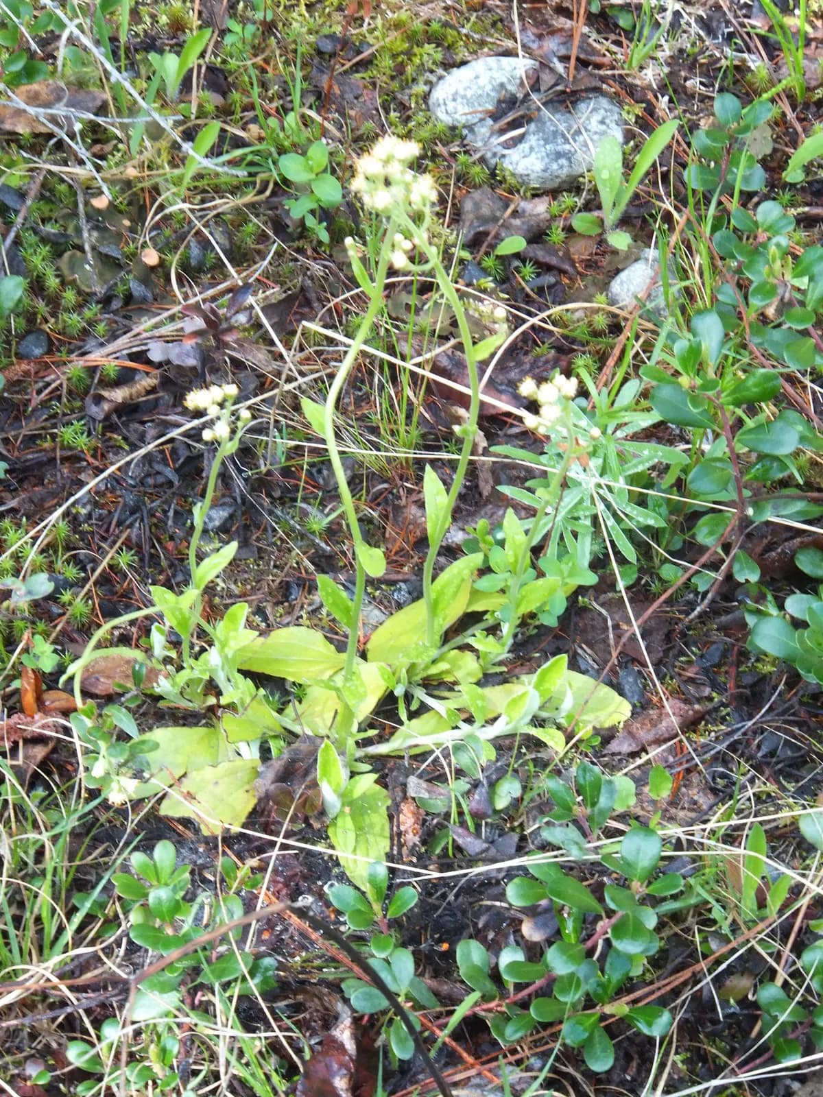 Hooker's Pussytoes (Antennaria racemosa)
