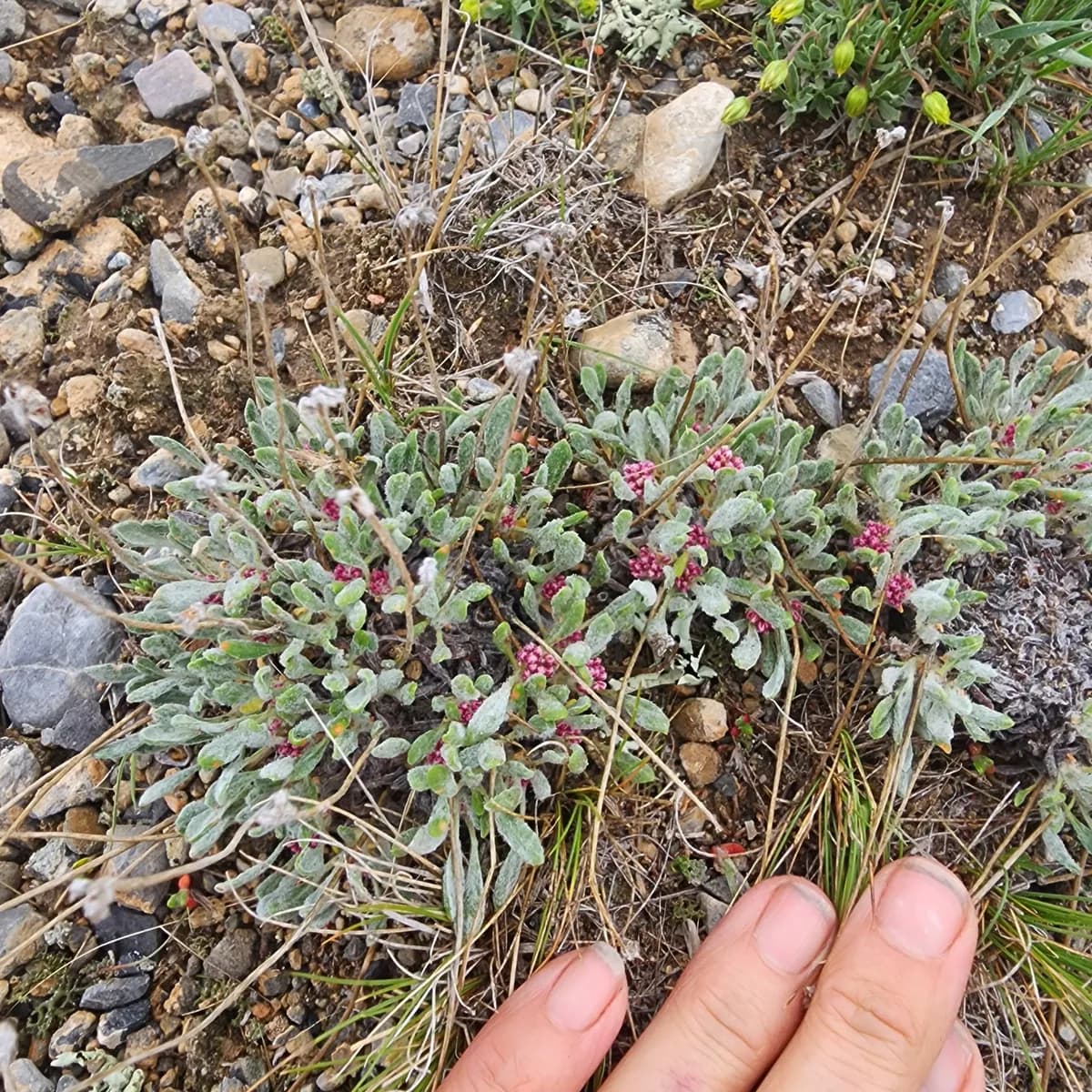 Rosy Pussytoes (Antennaria rosea)