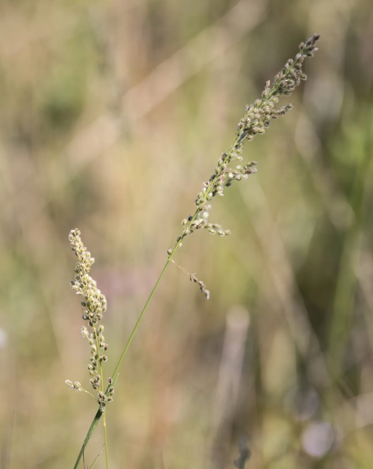Purple Silkyscale (Anthaenantia rufa)