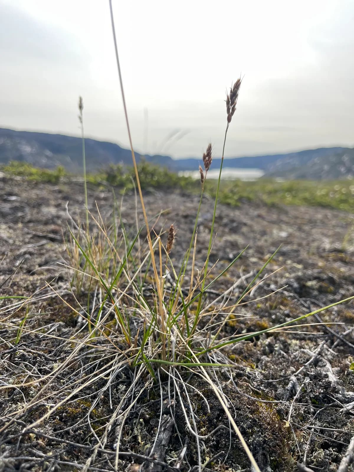 Alpine Sweetgrass (Anthoxanthum monticola)