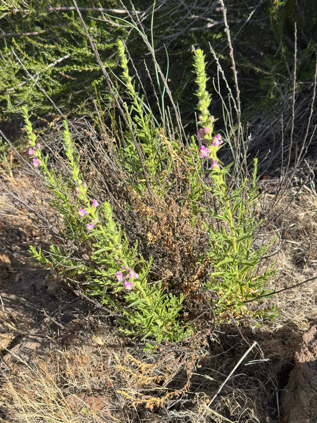 Withered snapdragon (Antirrhinum multiflorum)