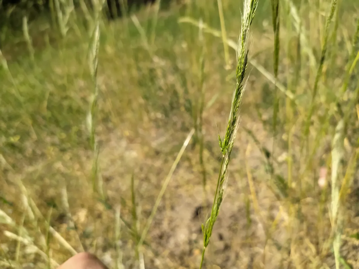Dense Silky-bent (Apera interrupta)