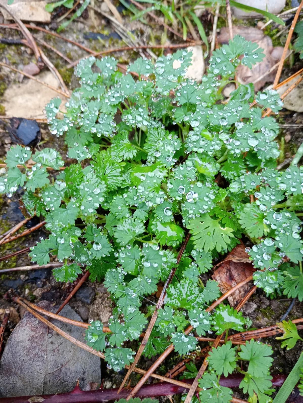 Field Parsley Piert (Aphanes arvensis)