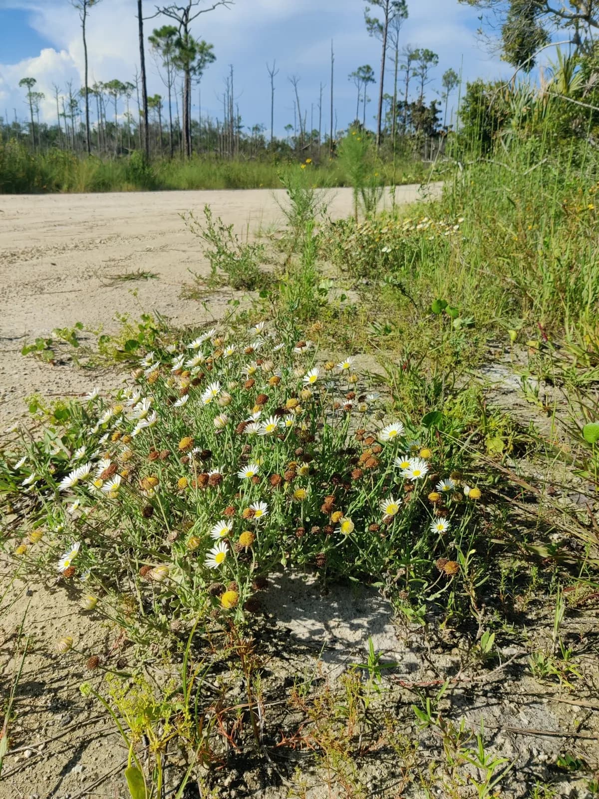 Lazy Daisy (Aphanostephus skirrhobasis)