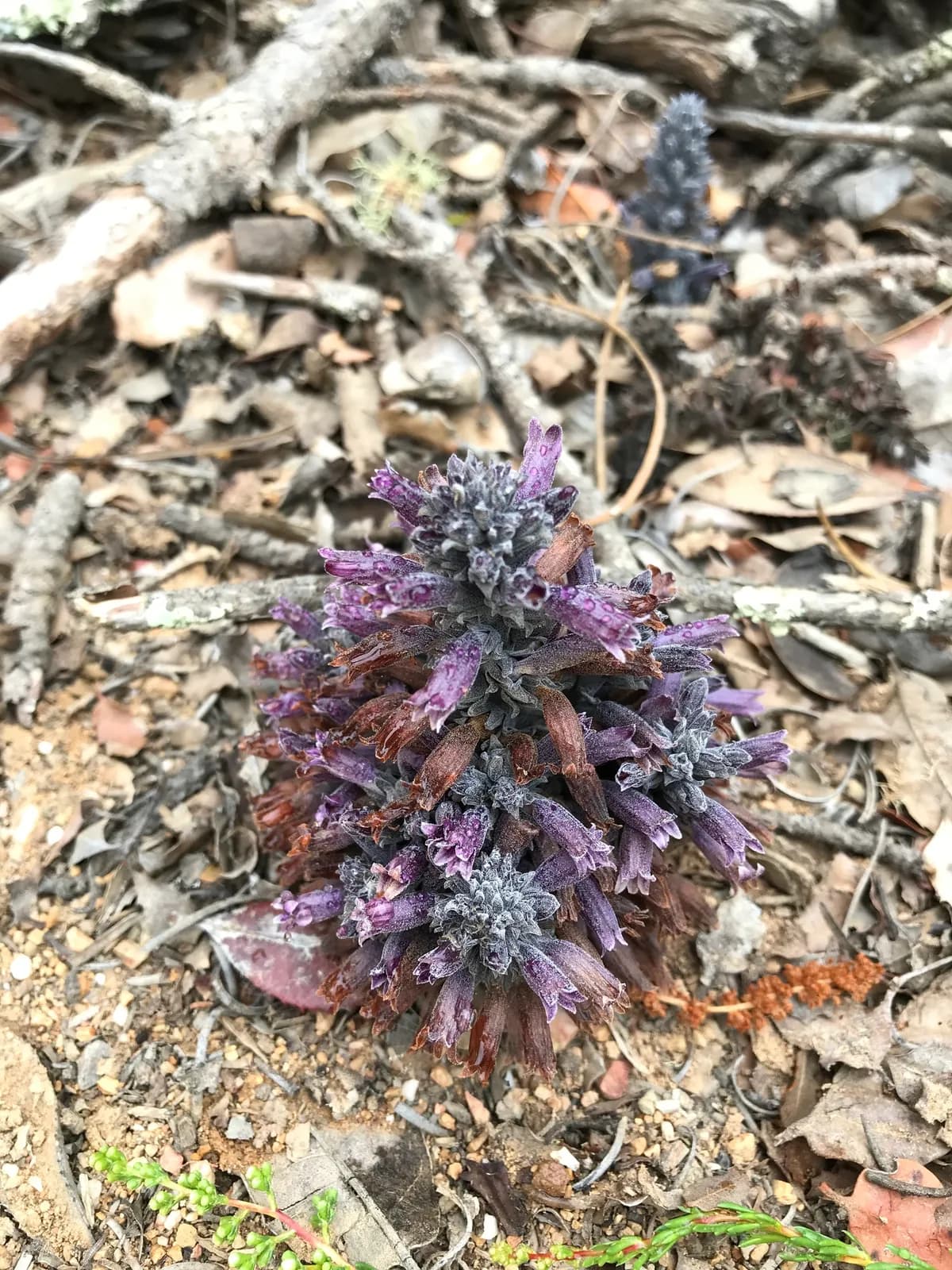 Aphyllon tuberosum