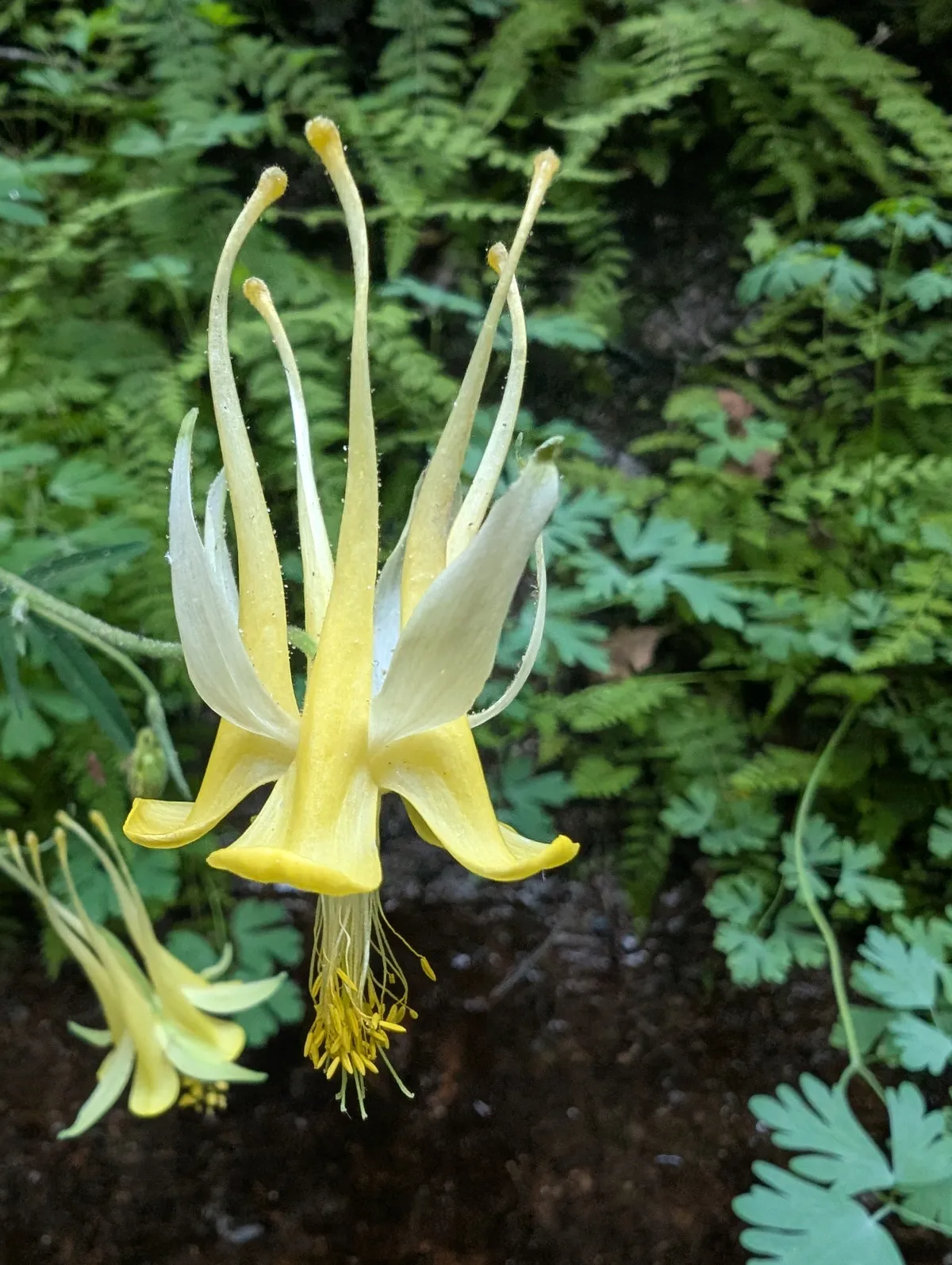 Golden columbine (Aquilegia chrysantha)