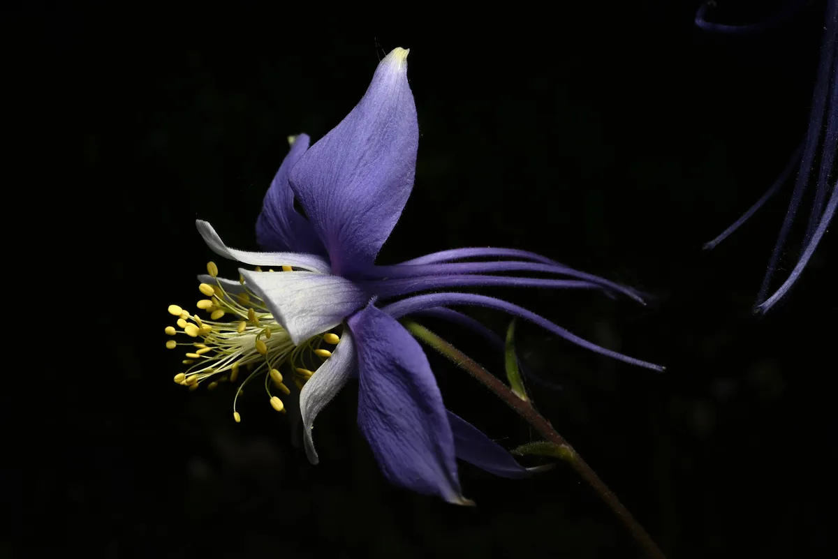 Colorado Blue Columbine (Aquilegia coerulea)
