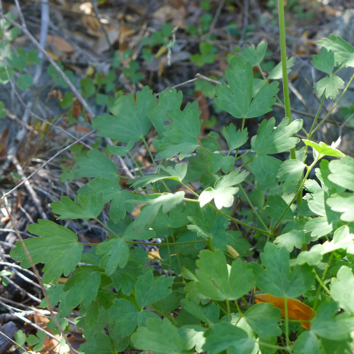 Van houtte's columbine (Aquilegia eximia)