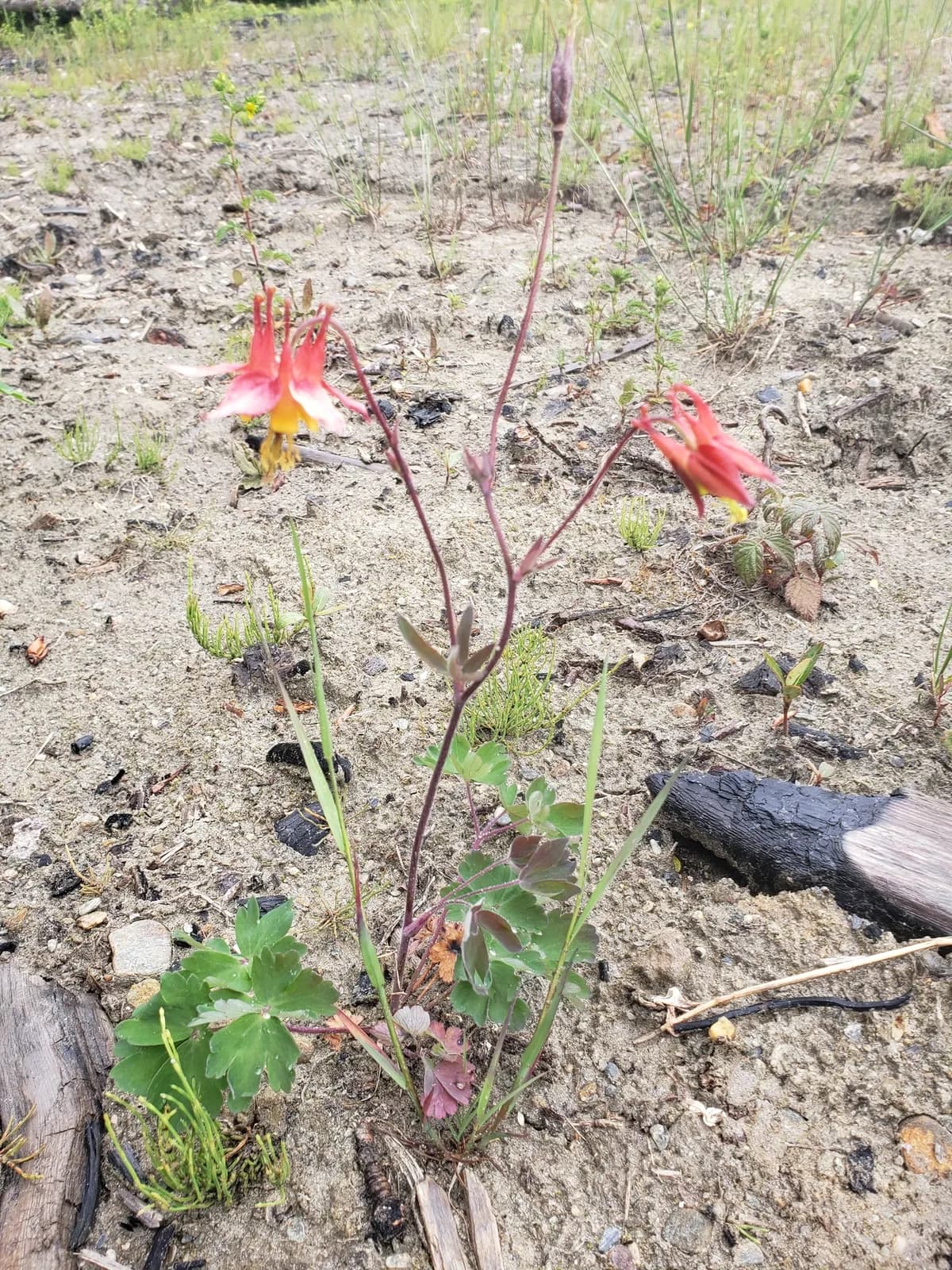 Western Columbine (Aquilegia formosa)