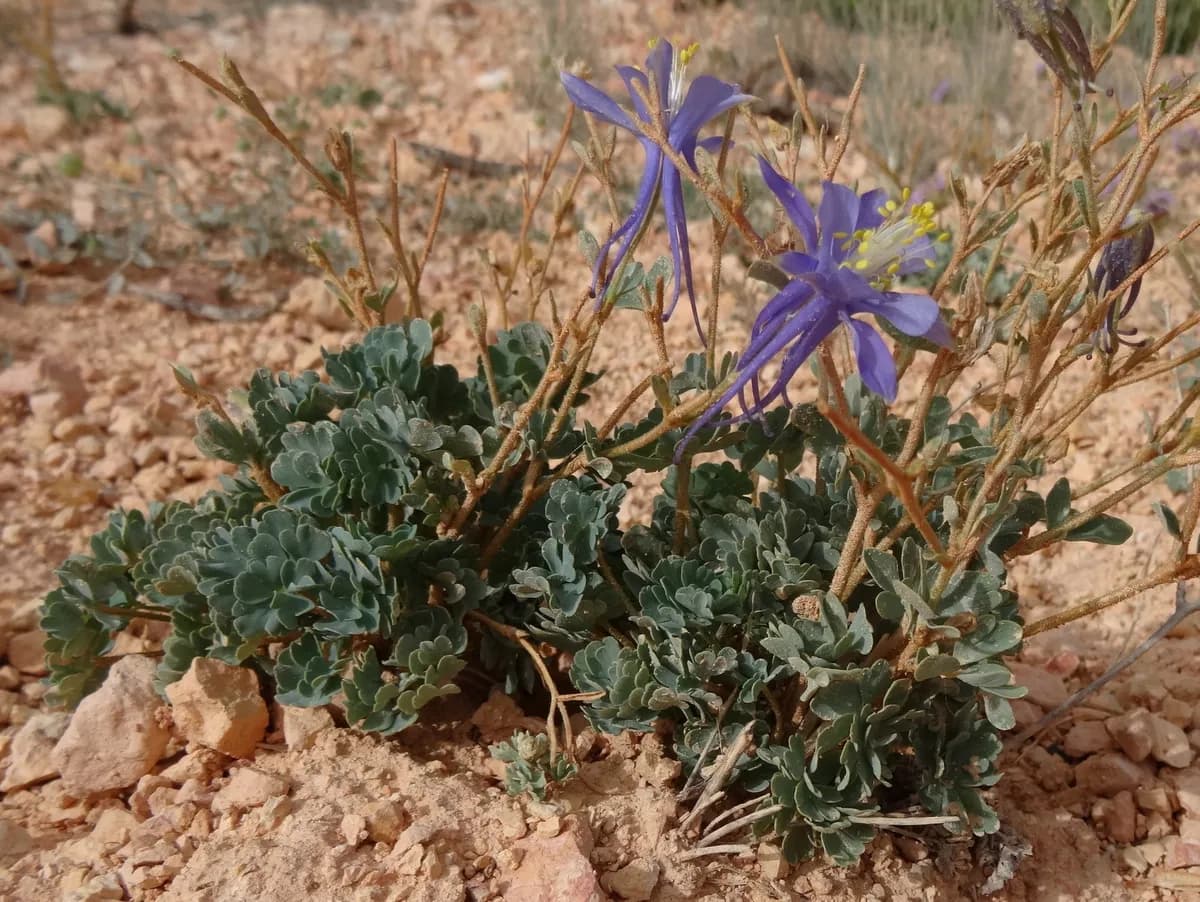 Utah Columbine (Aquilegia scopulorum)