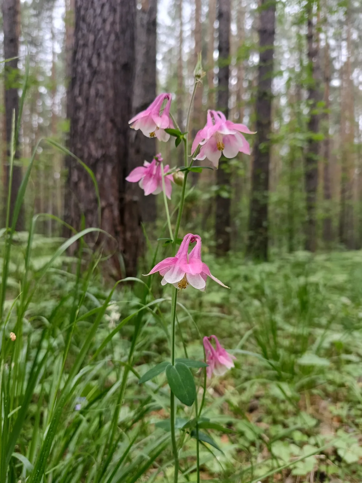European Columbine (Aquilegia vulgaris)