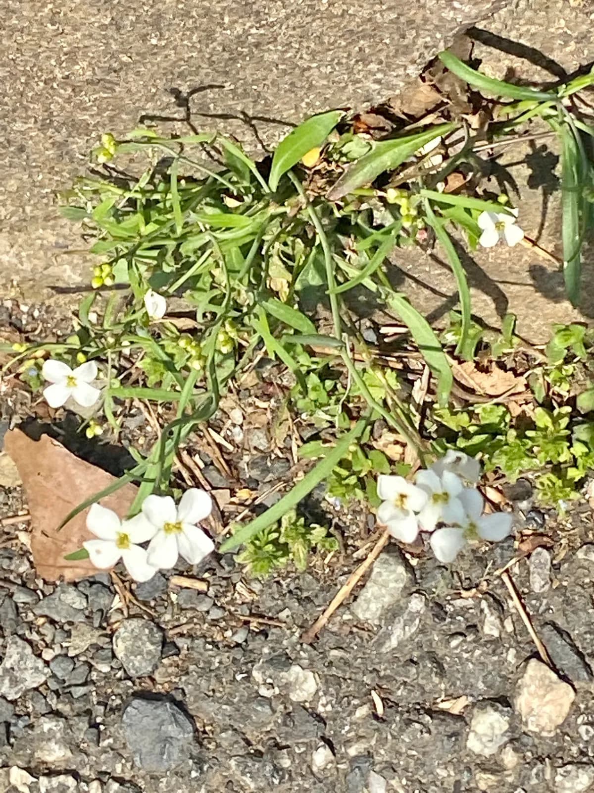 Lyrate Rockcress (Arabidopsis lyrata)