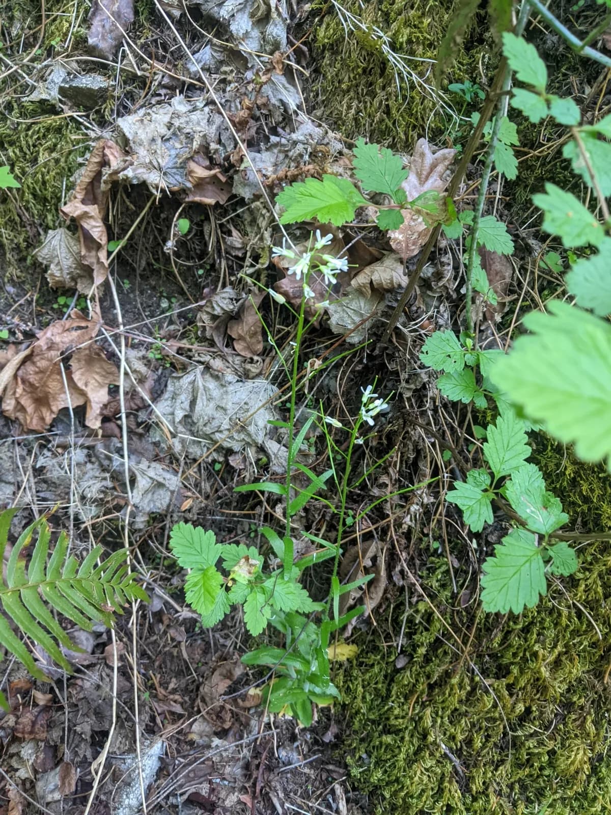 Pacific rockcress (Arabis eschscholtziana)