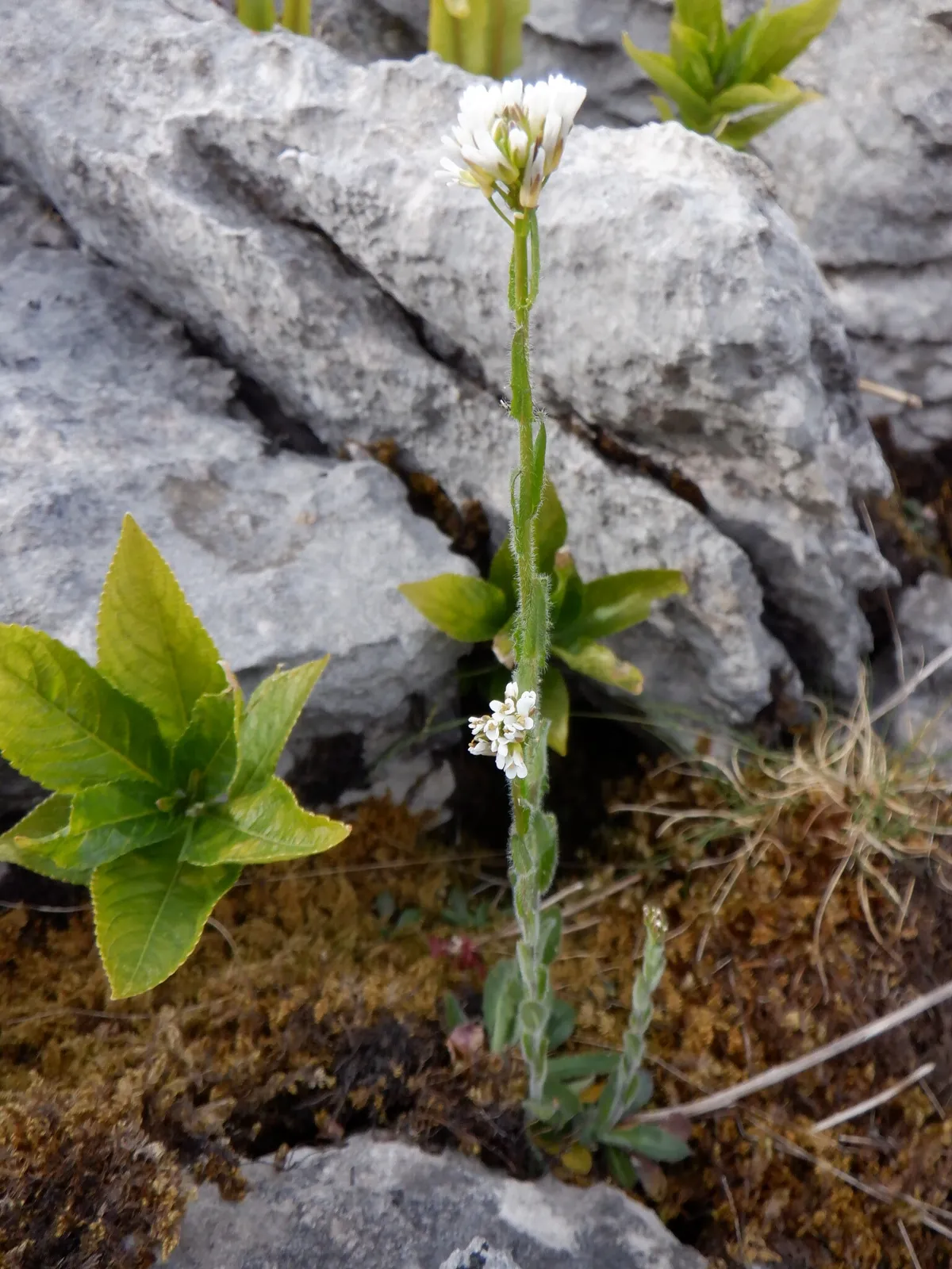 Hairy Rockcress (Arabis hirsuta)