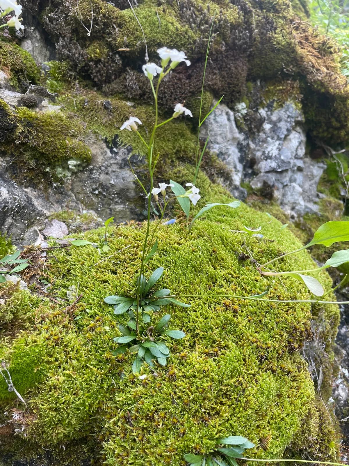Nuttall's Rockcress (Arabis nuttallii)