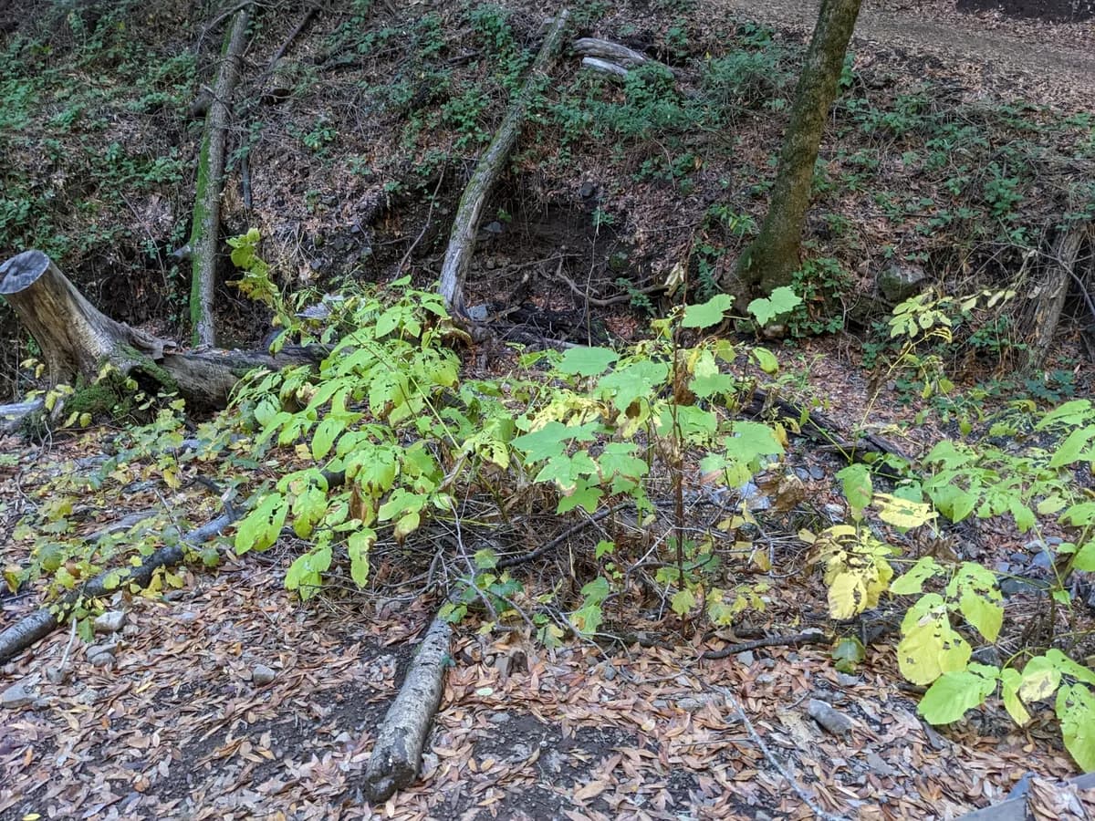 California spikenard (Aralia californica)