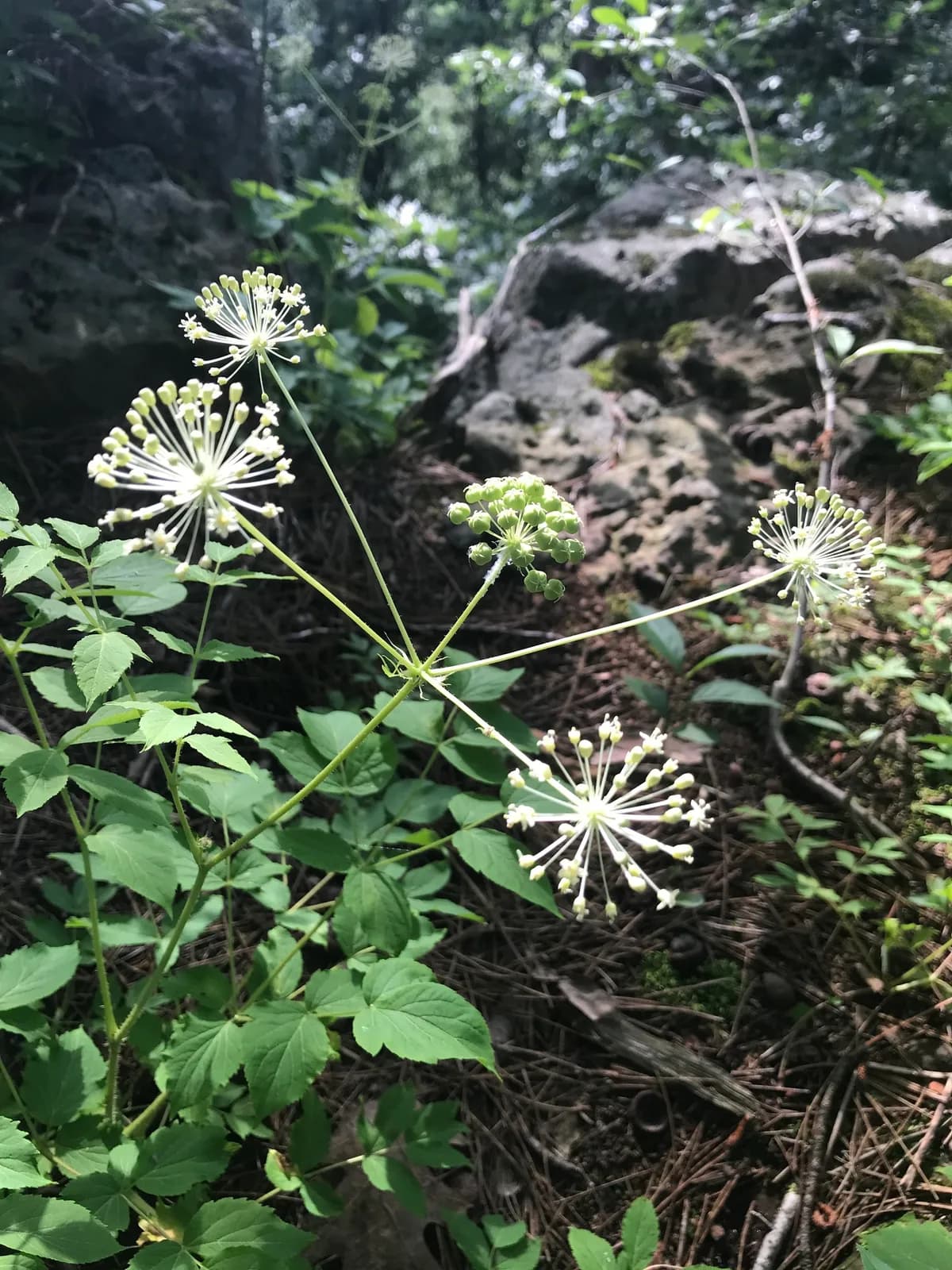 Dwarf-elder (Aralia hispida)