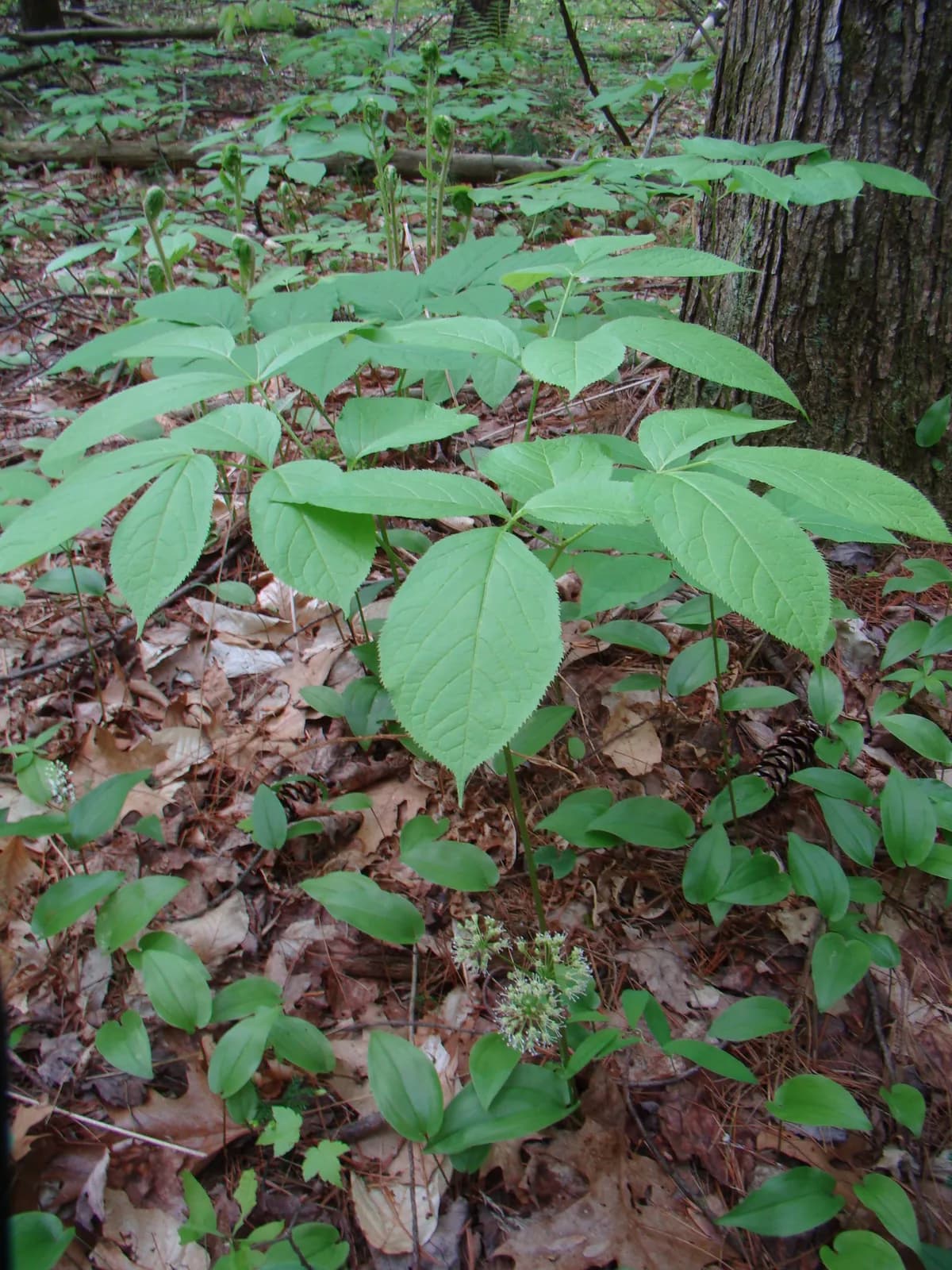 Virginia-sarsaparilla (Aralia nudicaulis)