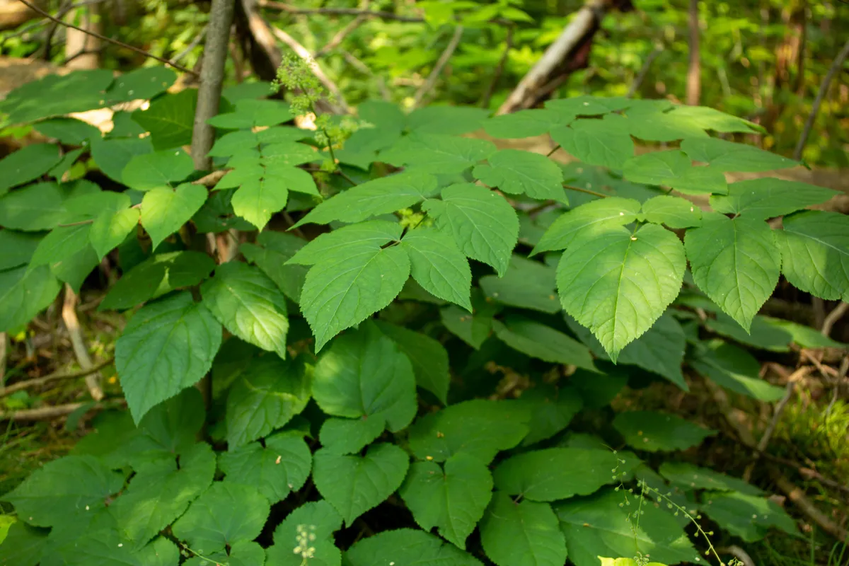 Indianroot (Aralia racemosa)