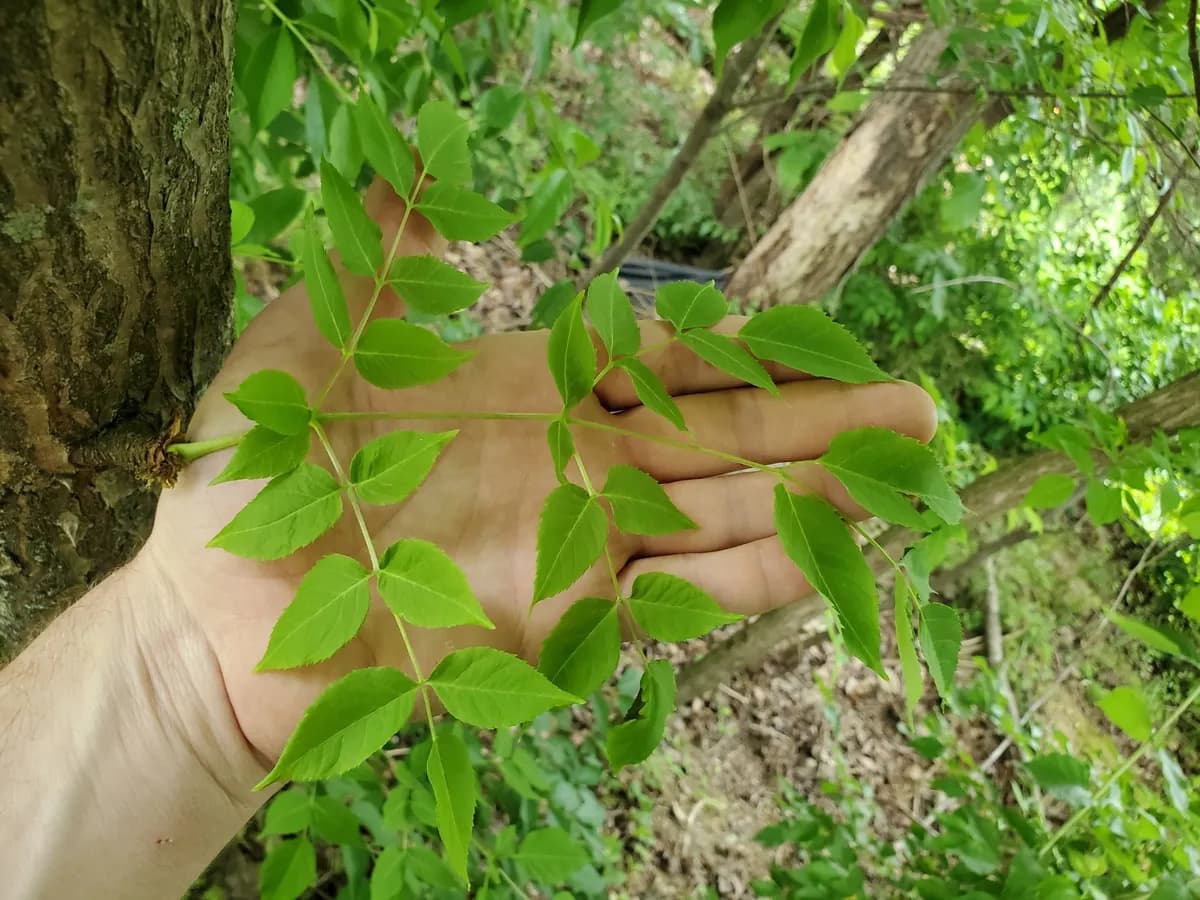 American Angelica-tree (Aralia spinosa)